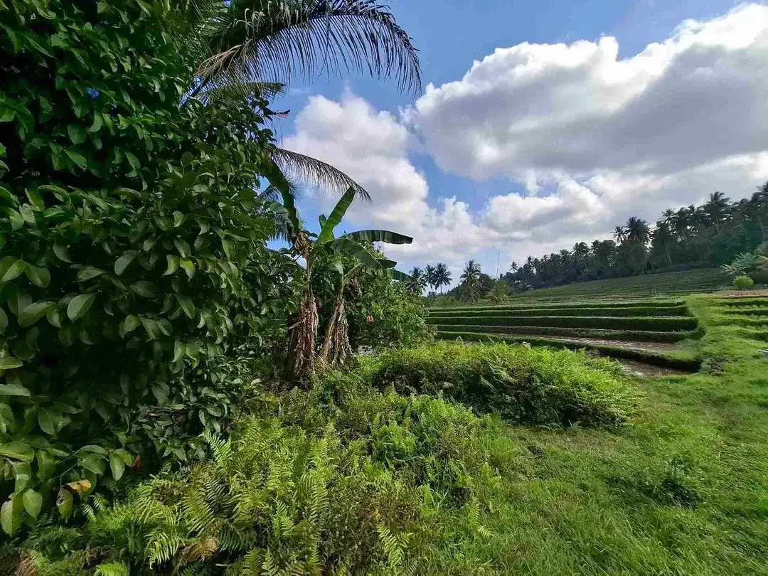 di jual tanah kebun manggis langka dan subur dengan view sawah terasering yang menggelingi lahan - Image 10 of 10