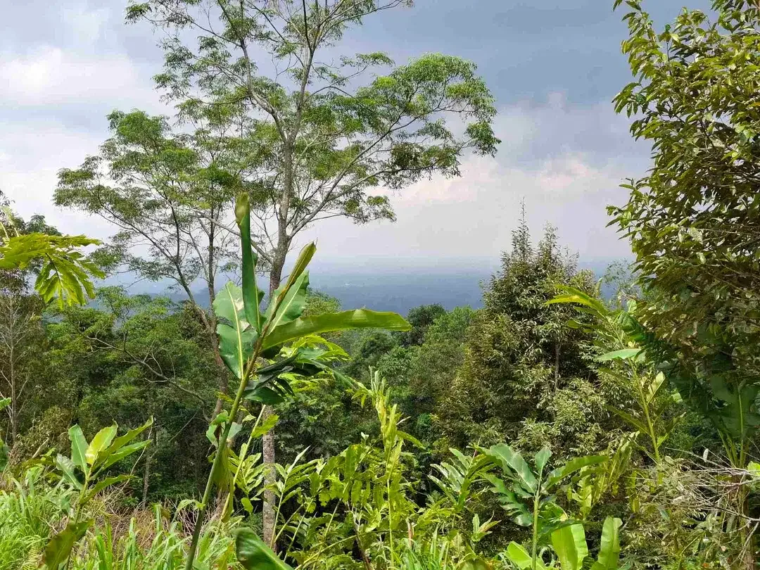 dijual tanah view laut dan perbukitan di wisata unesco jatiluih - Image 1 of 10