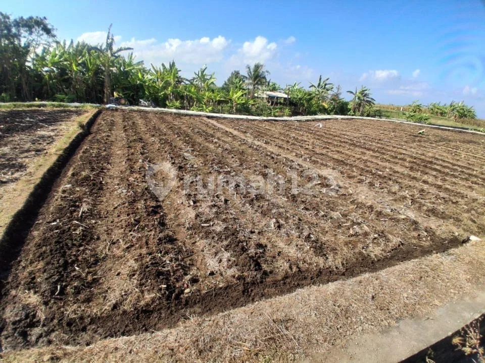 Dijual Tanah Murah 500MÂ² - Tibubiyu Kerambitan Tabanan Bali - Image 2 of 4