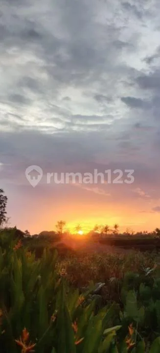For Rent Villa Ubud Rice Field View 5 Menit From Rusters Kafe 10 Menutes From Central Ubud - Image 1 of 4