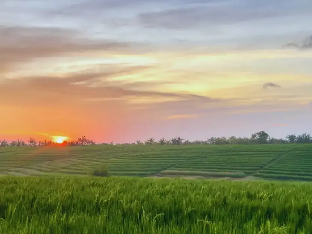 Dijual Tanah Dengan View Sawah yang Indah dan Tenang di Bali. Investasi Masa Depan. - Image 5 of 5