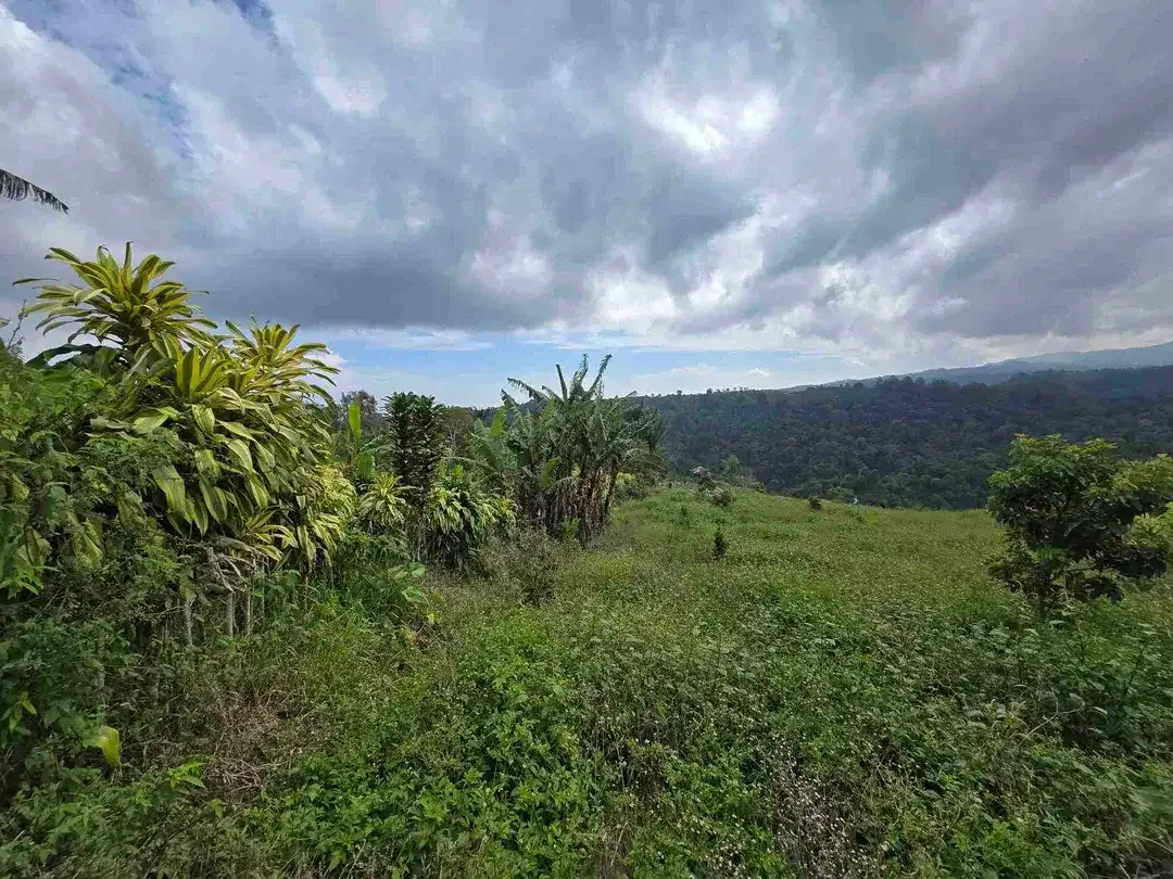Dijual tanah view lembah sangat cantik di kintamani bali - Image 5 of 10
