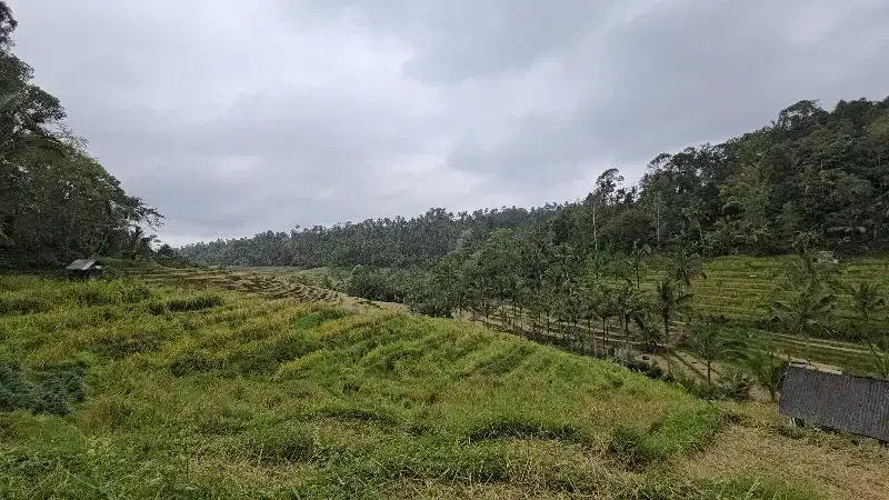 DIJUAL TANAH KEBUN VIEW SAWAH SANGAT MURAHdi tabanan bali - Image 4 of 10