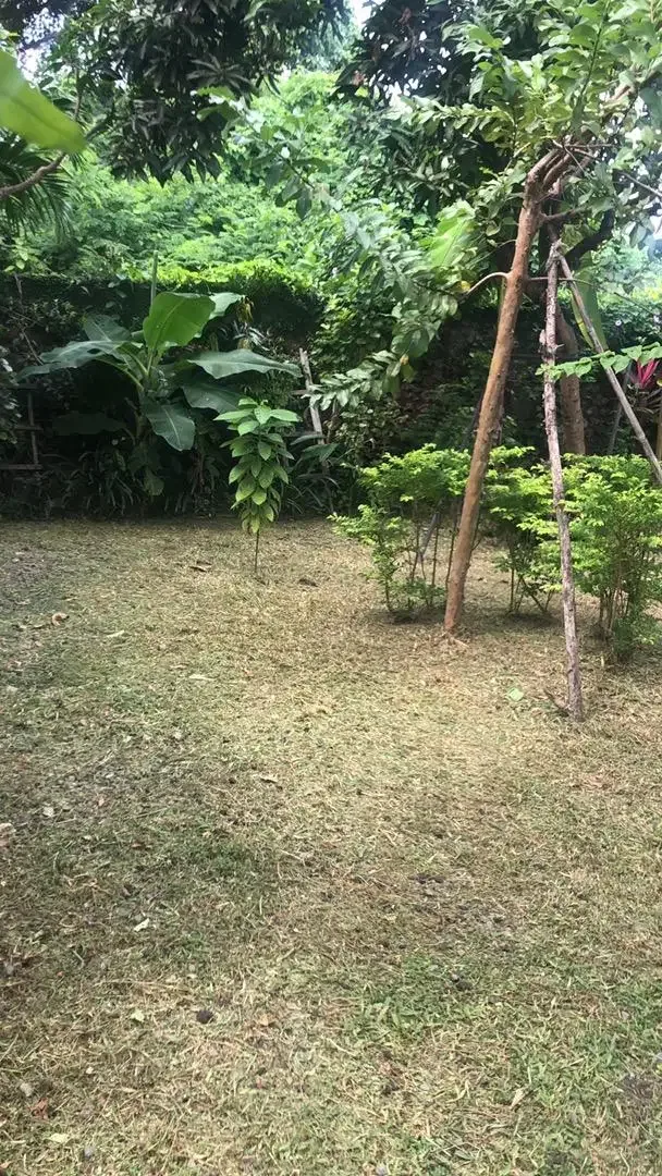 jasa potong rumput panggilan - Image 3 of 10