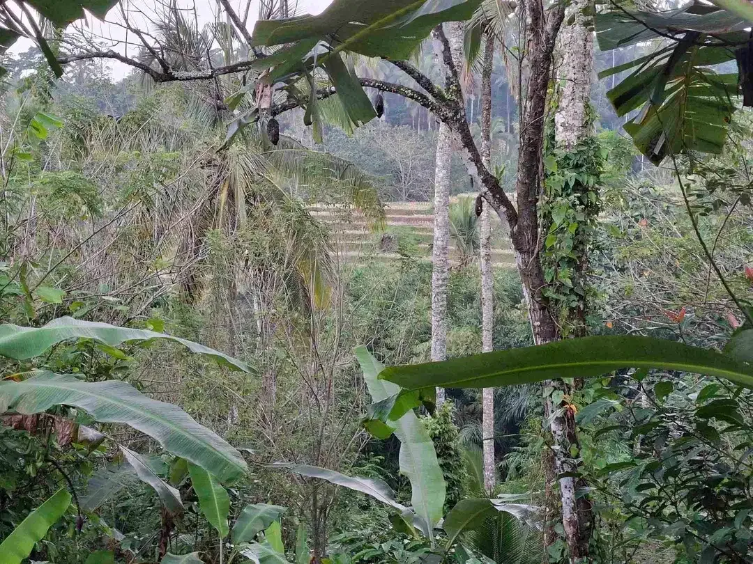 dijual tanah kebun dengan view sawah dan los sungai kecil yang sangat indah dan strategis di ketinggian 600mdpl - Image 5 of 10