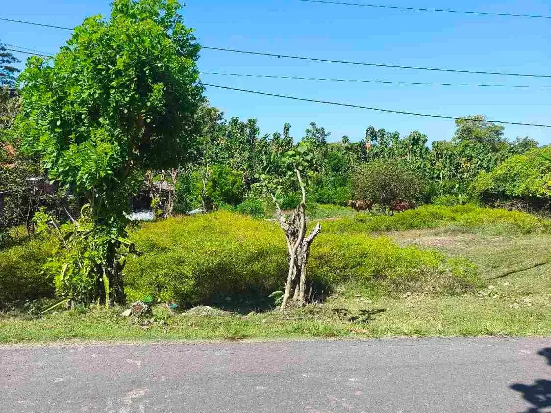 dijual tanah 5,44 are IDR 600 juta per are kawasan pantai gunung payung Pandawa beach Kutuh Badung Bali - Image 6 of 9