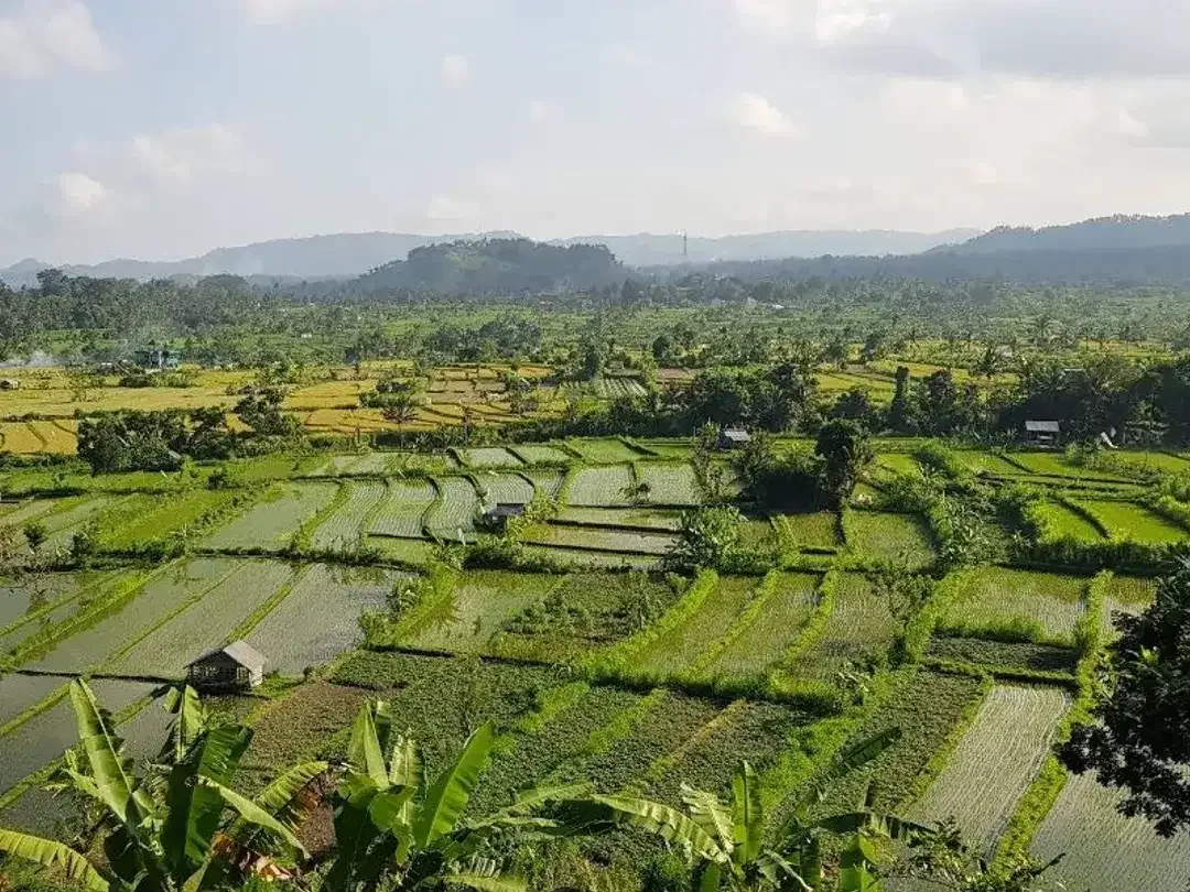 Land leasehold 1ha riceview Tirtagangga ababi karangasem - Image 3 of 6