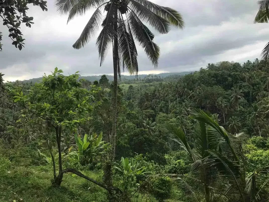 jual tanah kebun murah harga 100 ribu / meter di selemadeg tabanan bali. - Image 3 of 10
