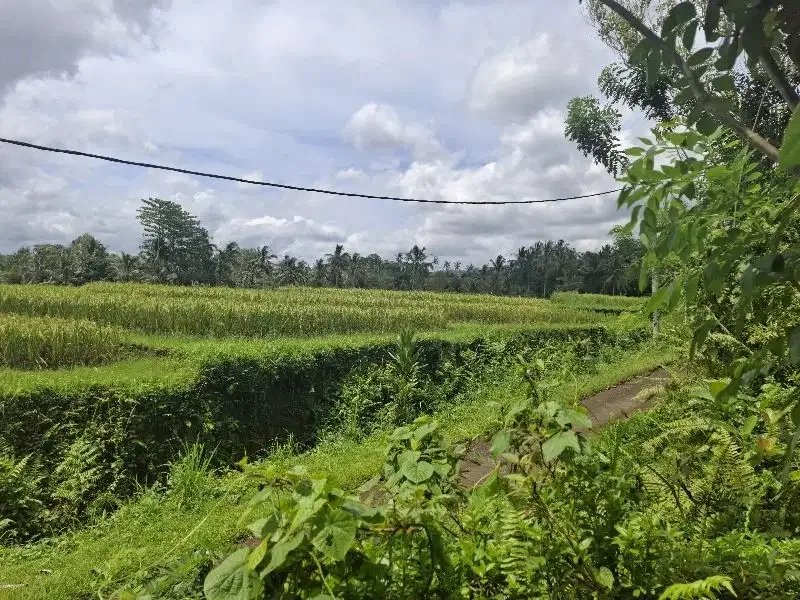 Dijual tanah murah dengan view sawah di tabanan bali - Image 2 of 7