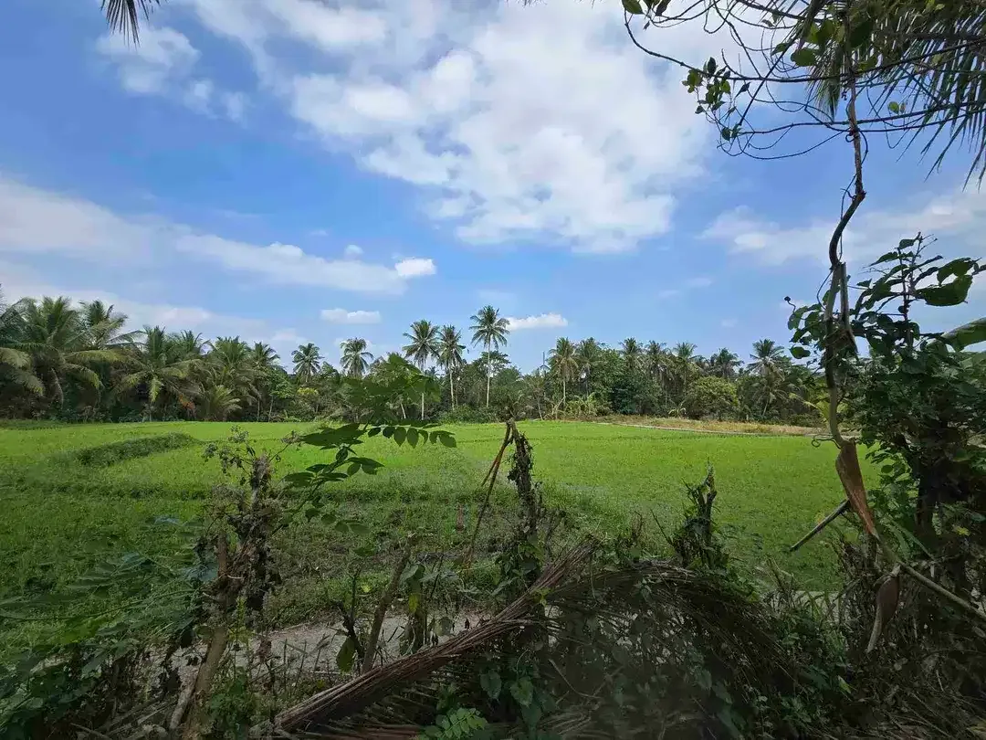 Dijual tanah murah view sawah akses jalan hotmik di tabanan bali - Image 4 of 10