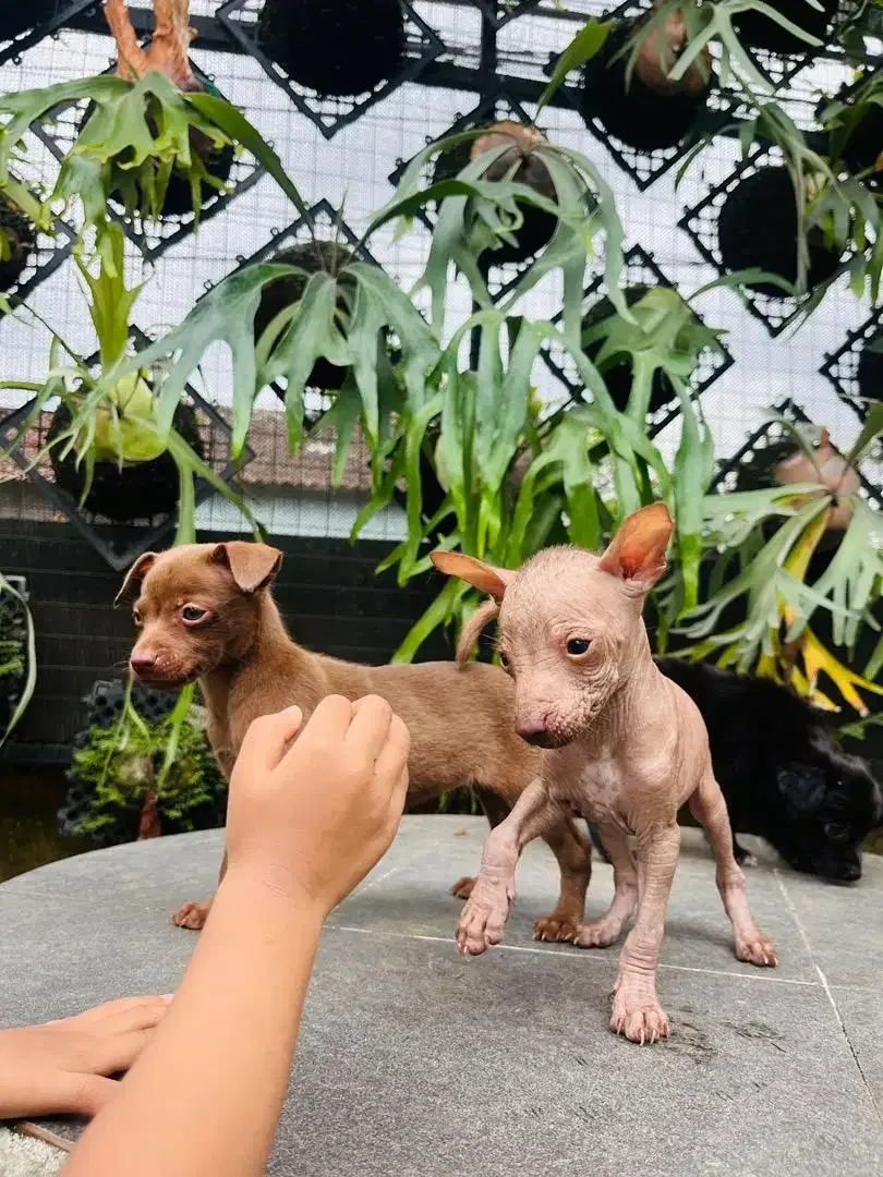 Xoloitzcuintle / Mexican Xolo - Image 4 of 8