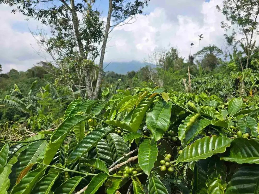 Dijual kebun kopi produktif trawat di tabanan bali - Image 8 of 10