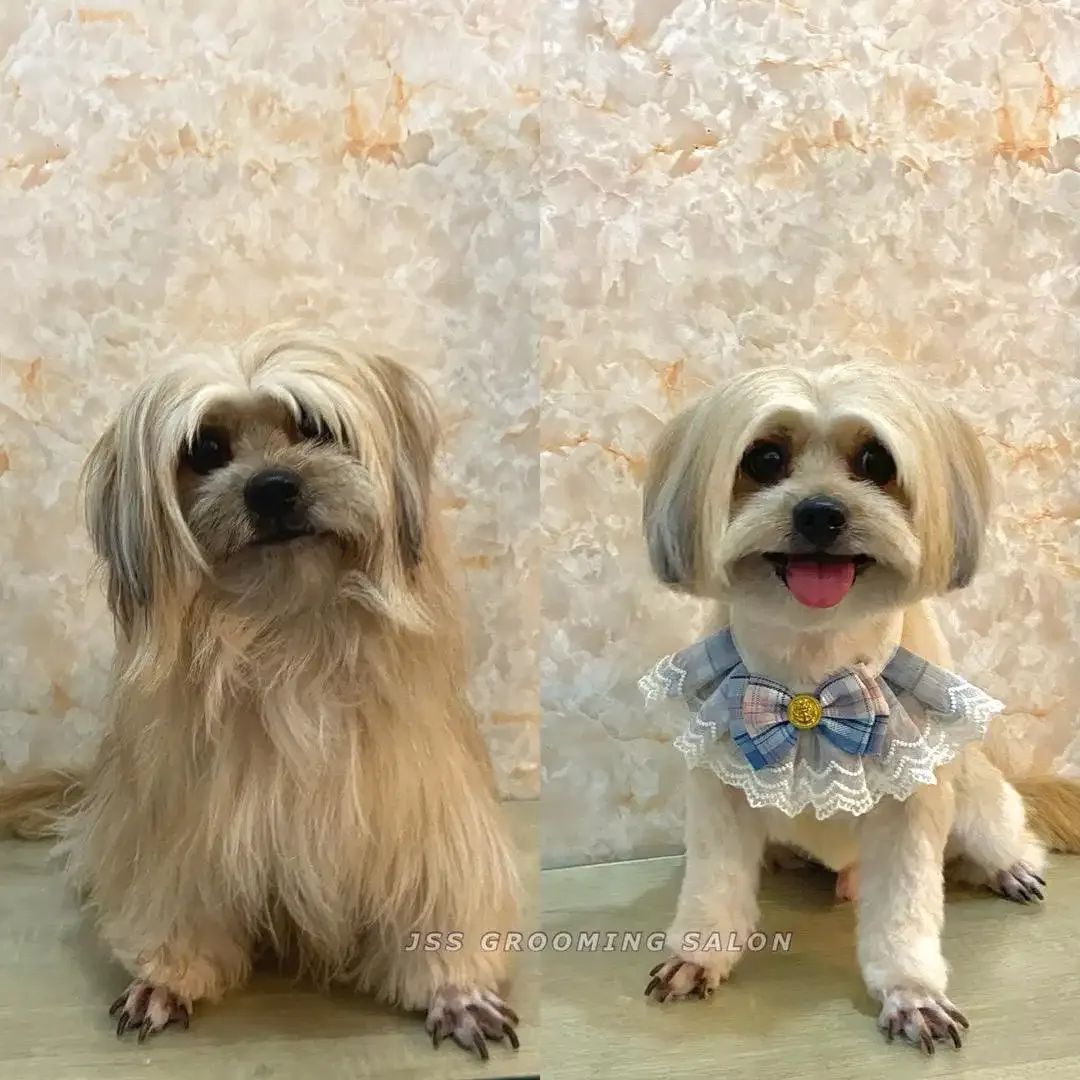 Grooming anjing di denpasar - Image 7 of 7