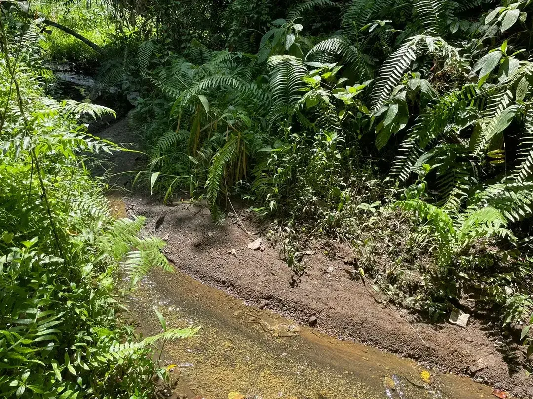 Leasehold land 8857 Sqm In Great Location Ubud - Image 2 of 10