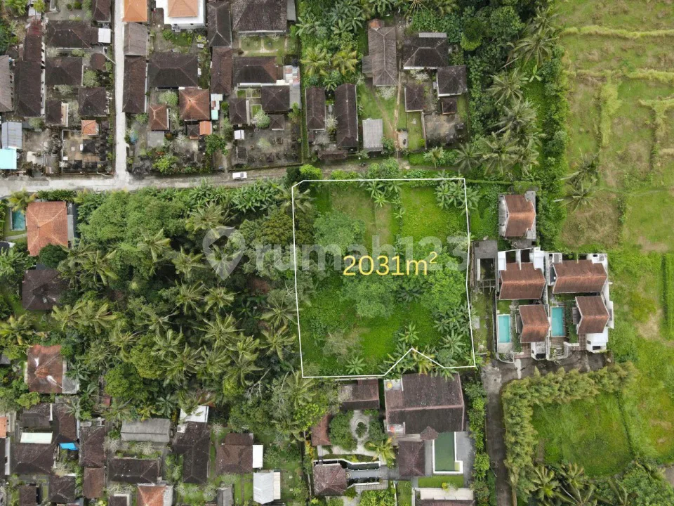Tanah Murah di Pejeng Ubud 2031 M2 - Image 2 of 4