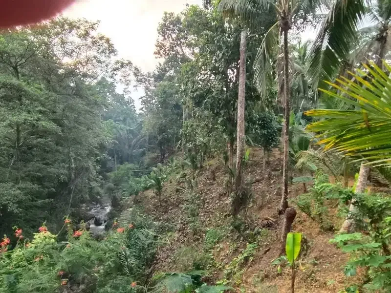dijual tanah kebun durian dan manggis dengan air terjun di bali - Image 10 of 10