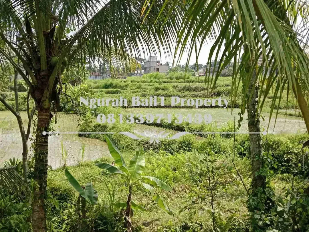 Dijual Tanah Murah Luas 645 m2 View Sawah dan Sungai di Ubud Pejeng - Image 1 of 7