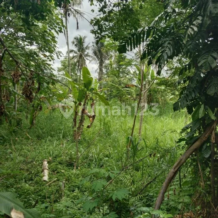 Dijual Tanah Kebun Luas Los Sungai di Area@Ubud Utara - Image 4 of 4