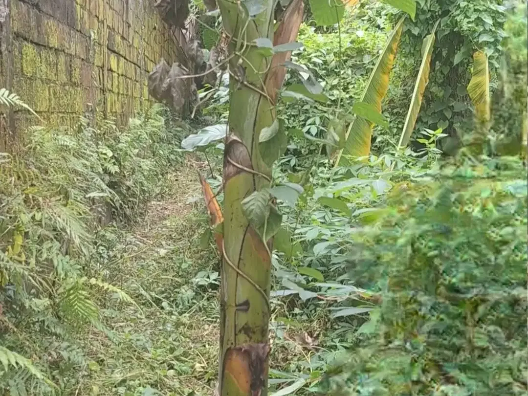 Tanah Pemukiman Dekat Wood School di Pejeng- Ubud Area - Image 3 of 9