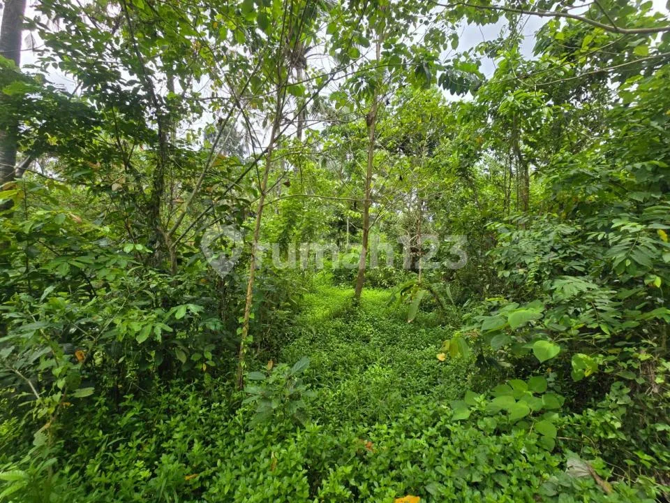 Butuh Uang.cepat Dijual Tanah.murah Los Su.gai di Penebel Tabanan.bali - Image 3 of 4