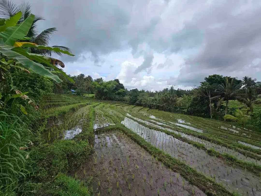 Dijual tanah kecil view sawah terasering di tabanan bali - Image 1 of 10