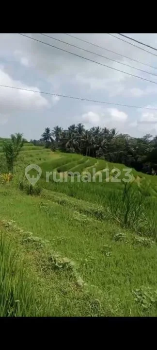 Jual Tanah Kebun Durian Murah di Pedesaan yang Sejuk Peruntukan Perumahan - Image 1 of 4