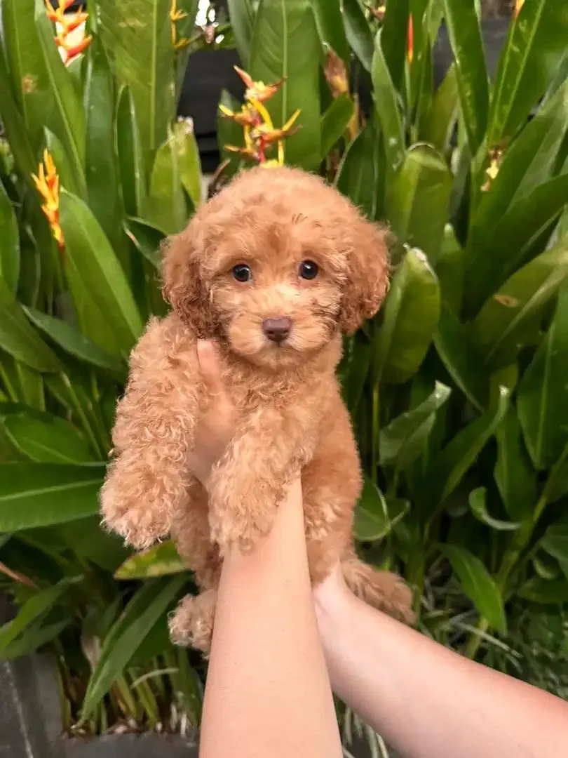 Toy Poodle (Pure) - Image 1 of 2