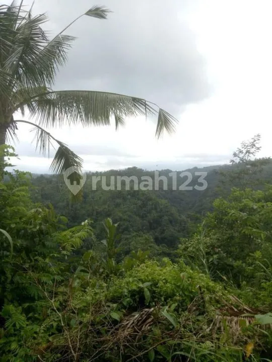 Dijual Tanah 22 Are Valley View di Ubud Bali Cocok Untuk Perumahan - Image 1 of 3
