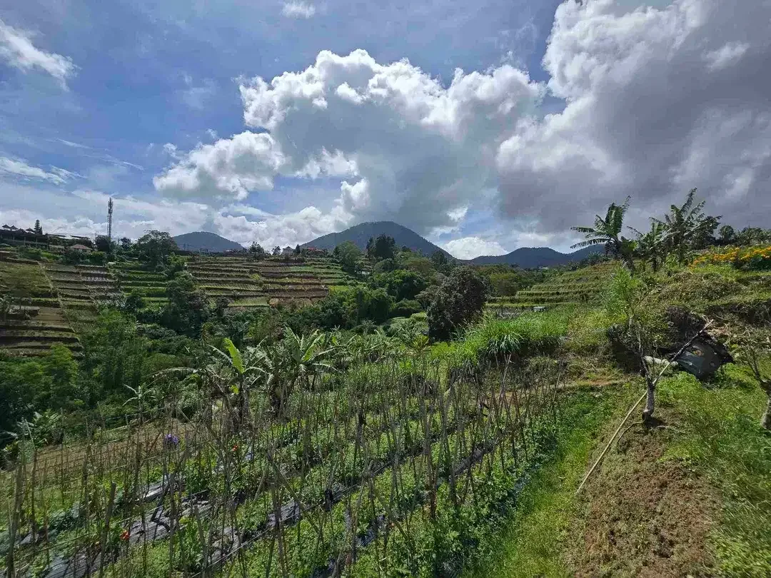 Dijal tanah murah view gunung laul dan lembah di bedugul bali - Image 6 of 10