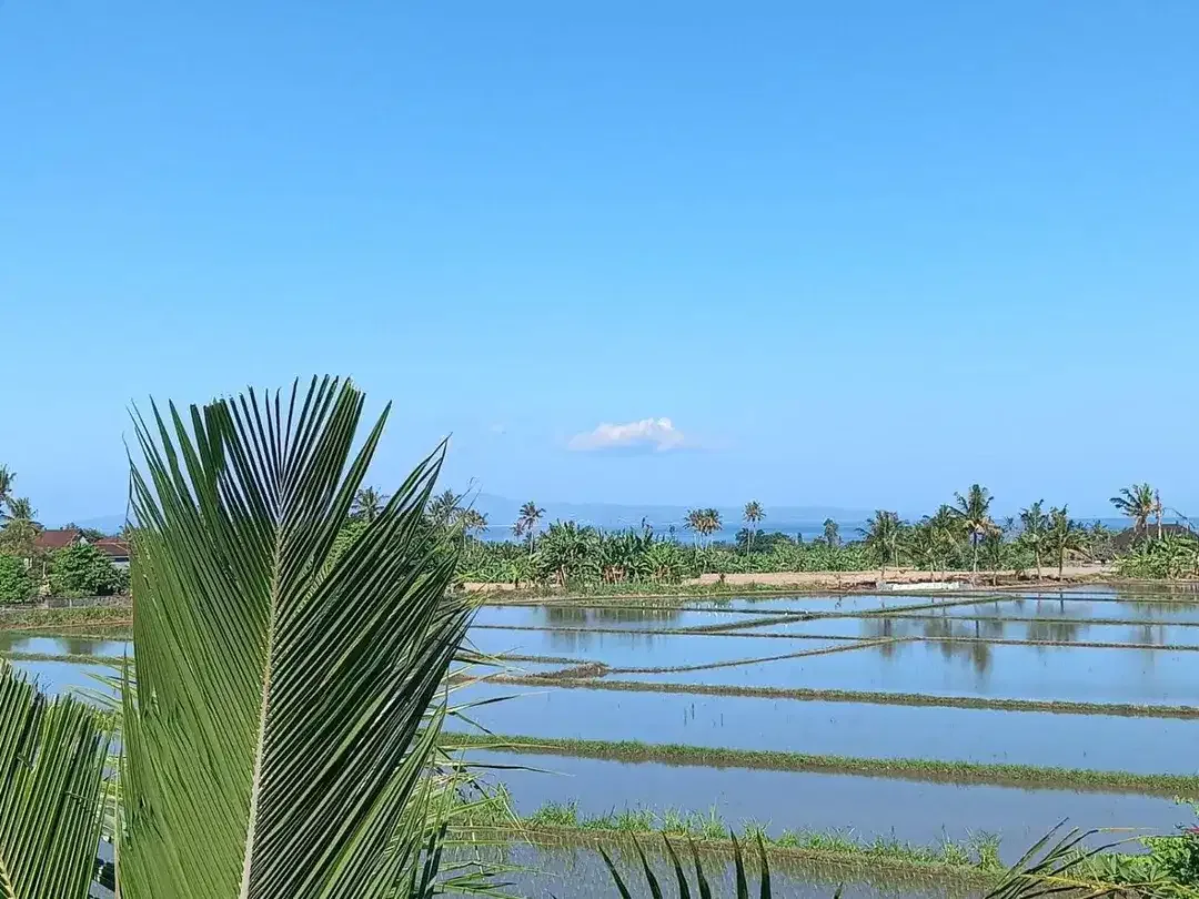 Ocean, Rice Fields & Mountain Views - Image 2 of 8