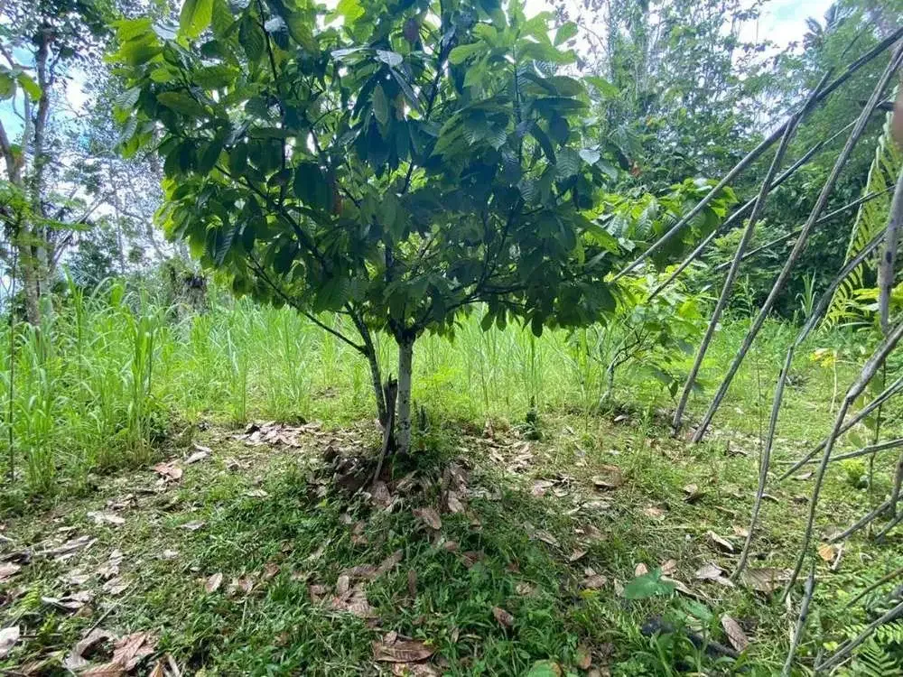 DIJUAL TANAH VIEW LEMBAH SUNGAI DI GIANYAR - Image 5 of 9