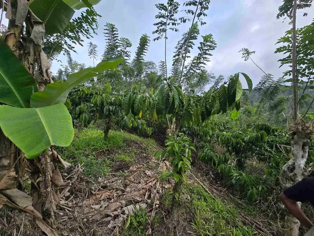 Dijual murah kebun kopi siap panen di pupuan tabanan bali - Image 7 of 10