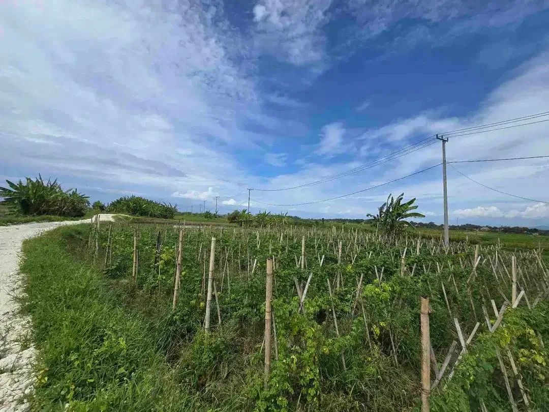 Dijual tanah kecil murah dekat pantai pasut tabanan bali - Image 2 of 10