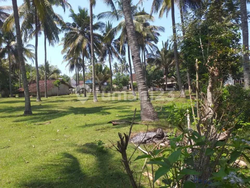 Tanah Kebun Kelapa Aktif Dan Tembus Pantai Di Jembrana - Image 1 of 4