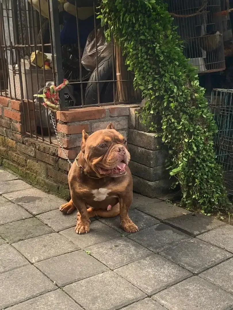 American bully stud - Image 1 of 1