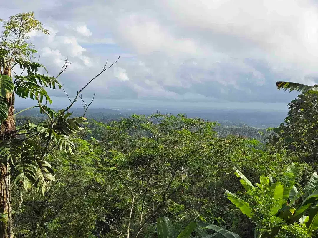 Dijual tanah view lembah dan gunung di tabanan bali - Image 7 of 10
