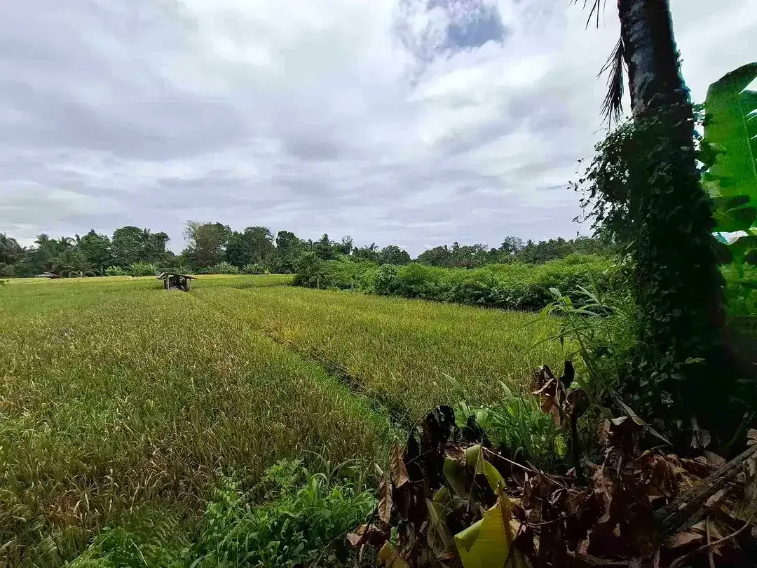 tanah luasan kecil view sawah dapat akses jalan utama penebel - Image 2 of 8