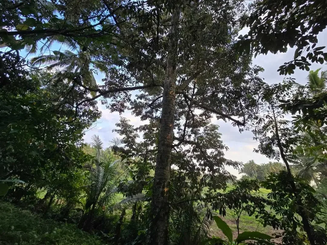 Dijual tanah kebun view sawah di bali yello zona - Image 7 of 10