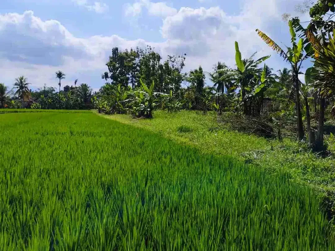 Lahan Tegalalang Ubud 5100 m², View Sawah dan Sungai Alami - Image 9 of 10