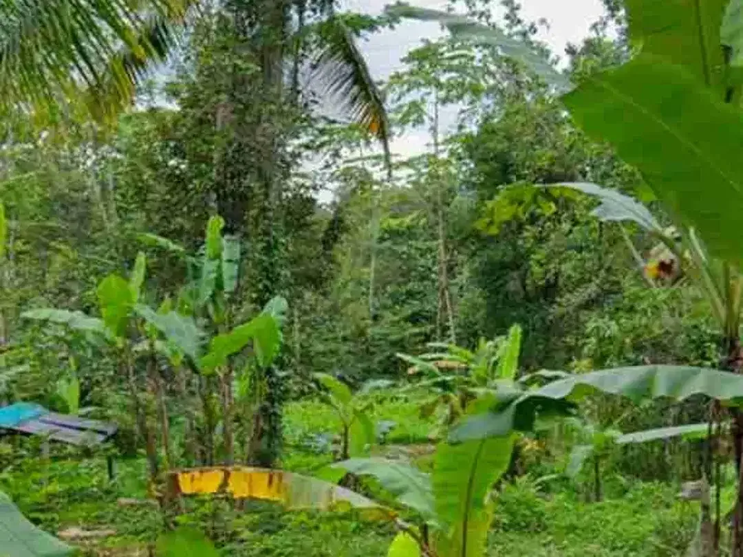 Tanah View Tebing Jungle di Tukad Penet Petang Badung - Image 2 of 8