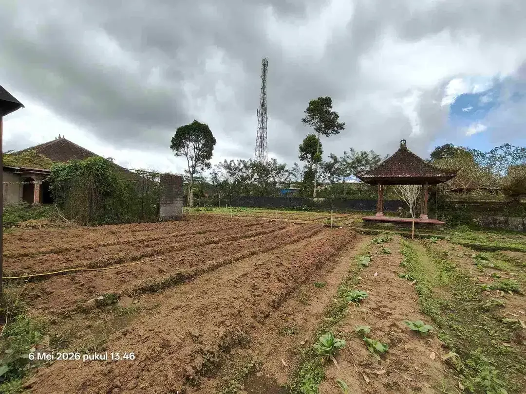 Tanah Kebun bisa untuk Kandang Peternakan di Kintamani Bali - Image 2 of 6