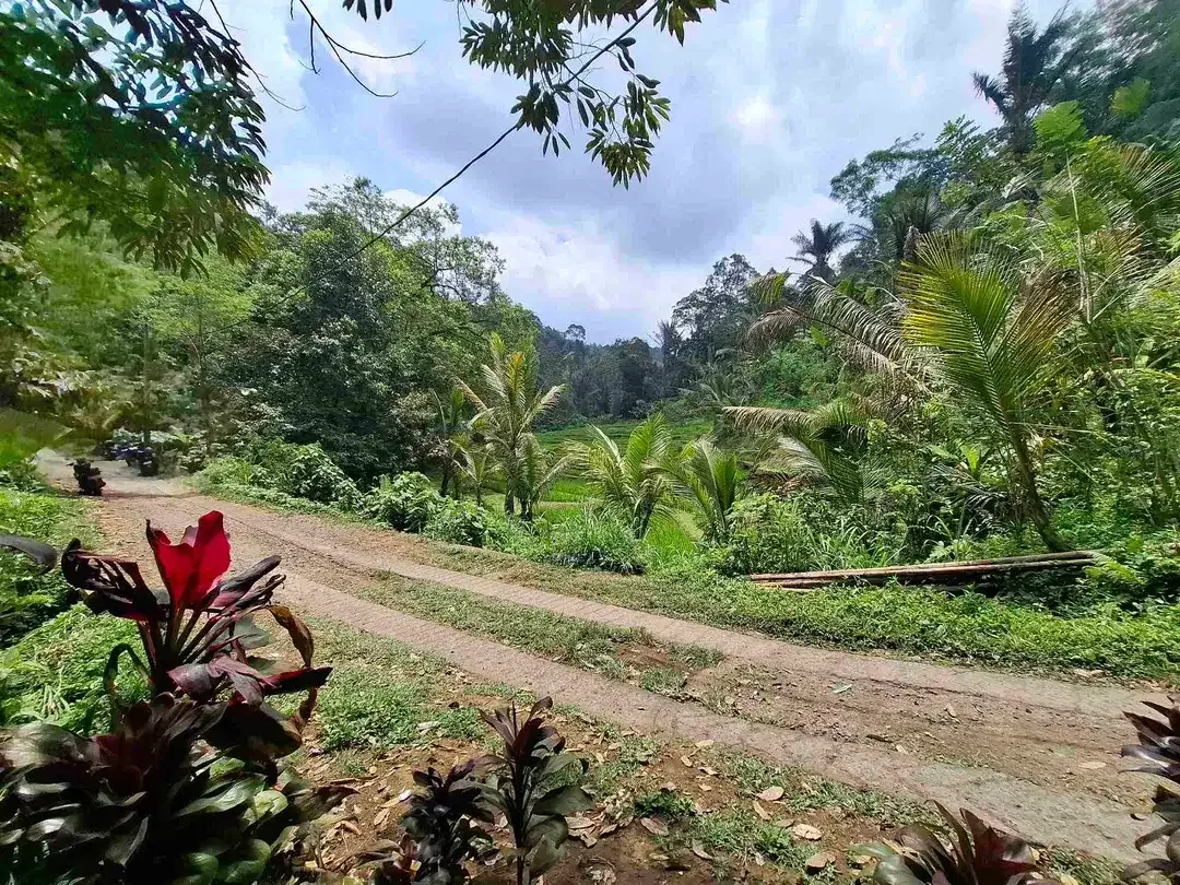 Dijual tanah kebun kopi berisi sumber mata air jernih atau artesis yang mengalir dengan view sawah dan los sungai kecil berbatu - Image 8 of 8