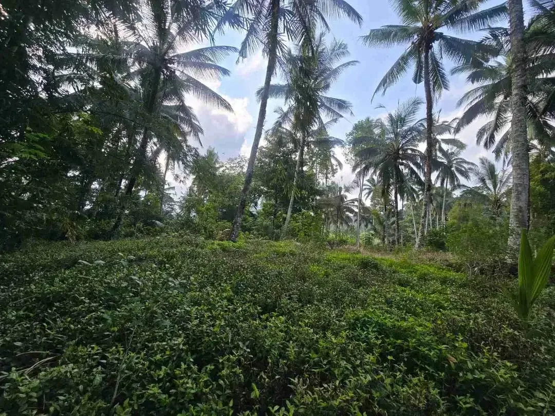 tanah kebun sangat subur dan strategis cocok untuk villa dengan view sawah terasering di area wisata selemadeg - Image 6 of 10