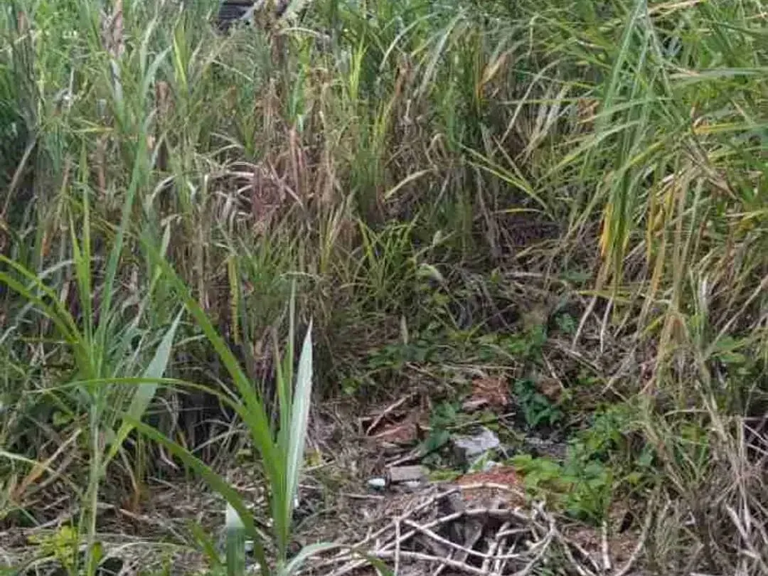 tanah langka di sewa jangka panjang cocok untuk bisnis akses jalan utama di Mas Ubud - Image 2 of 10