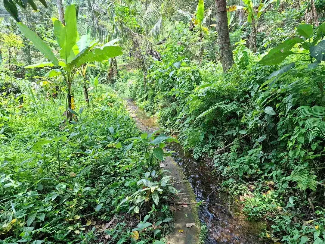 Dijual tanah kebun kopi berisi sumber mata air jernih atau artesis yang mengalir dengan view sawah dan los sungai kecil berbatu - Image 5 of 8