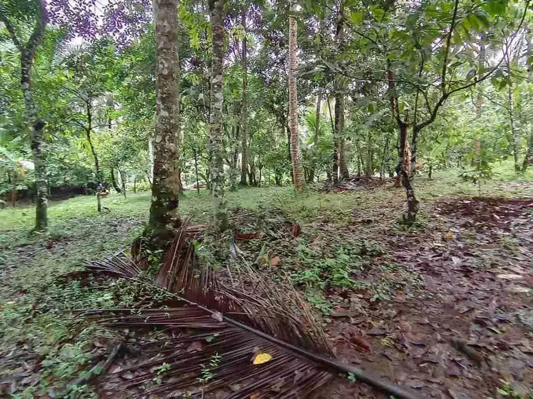 jual tanah kebun di tabanan bali - Image 8 of 10