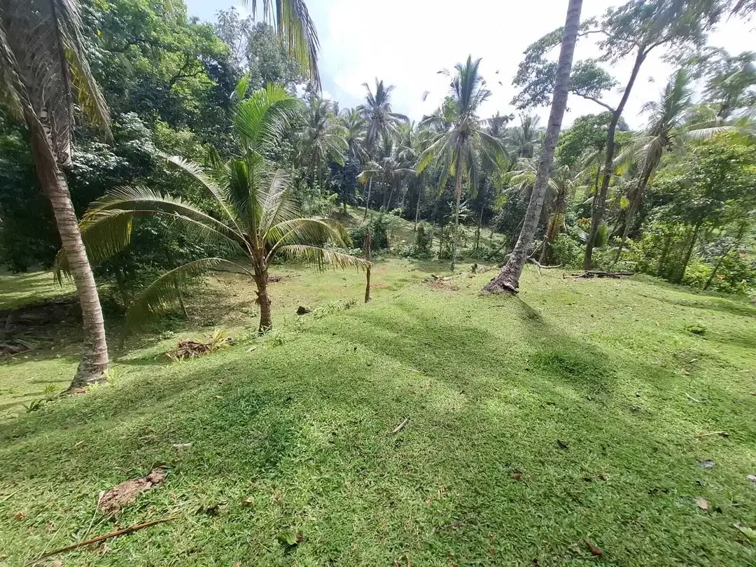 Dijual tanah kebun view sawah yang sangat exotik di tabanan bali - Image 5 of 9