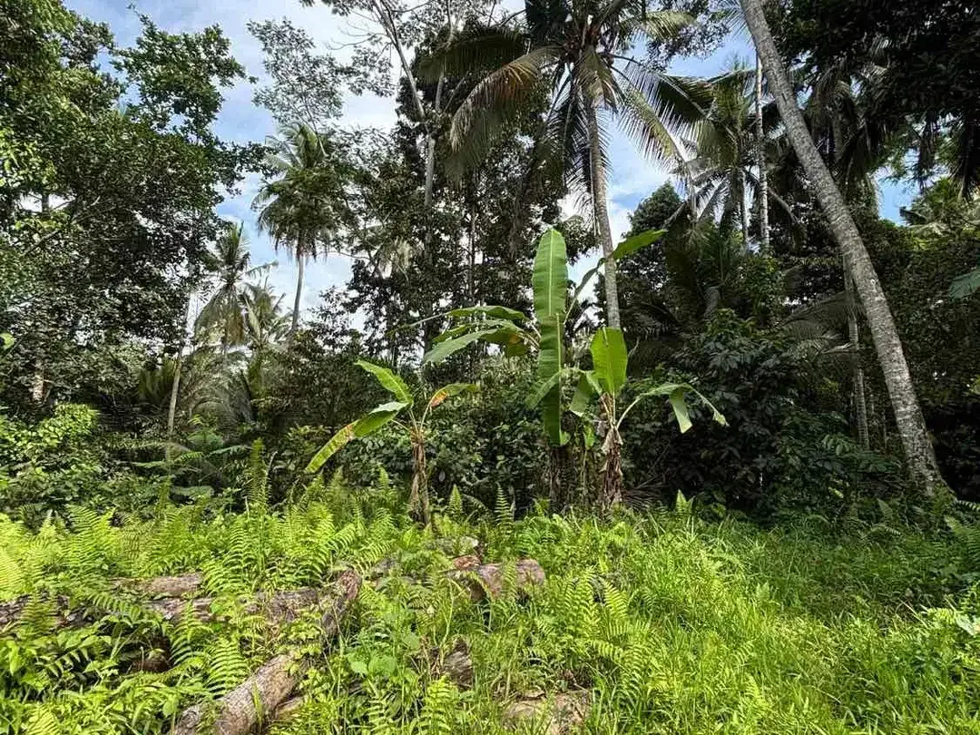 Dijual tanah terletak di pejeng jalur dekat ke ubud - Image 5 of 5