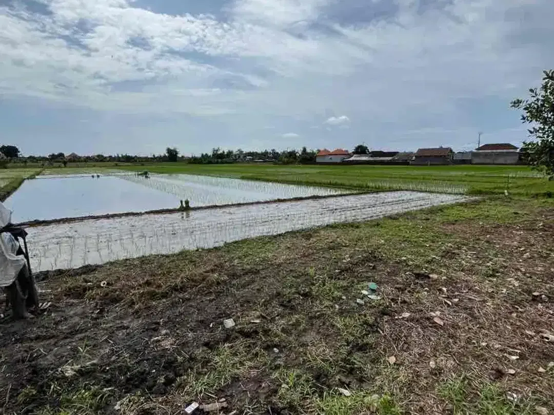 DIJUAL TANAH SAWAH 48.5 ARE DI KABA KABA CC - Image 1 of 5