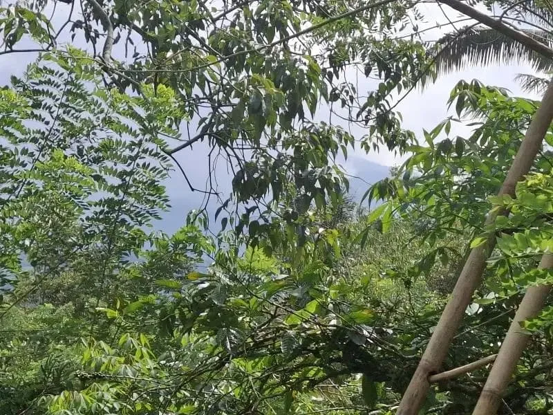 Dijual tanah los sungai dan view sawah di tabanan bali - Image 8 of 10